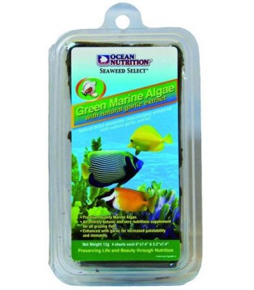 ALGUES MARINE VERTES