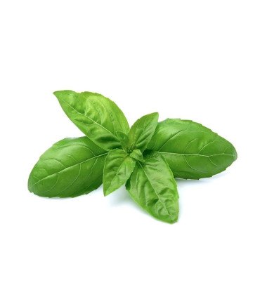 Basilic Simple Grand Vert