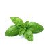 Basilic Simple Grand Vert