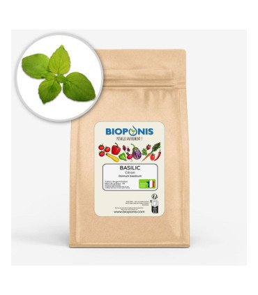 Basilic Citron