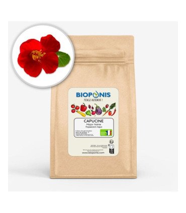 Capucine Major Naine