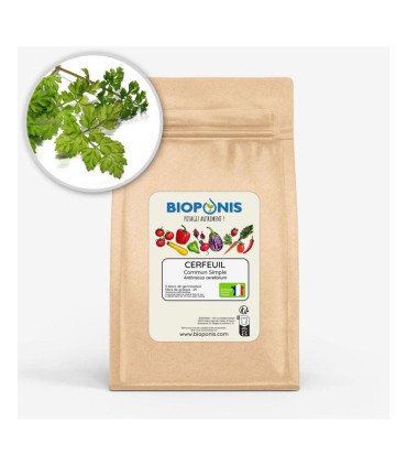 Cerfeuil Commun Simple