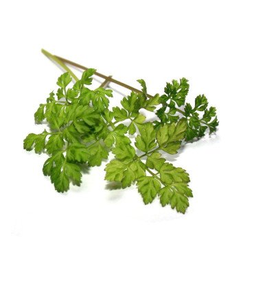 Cerfeuil Commun Simple