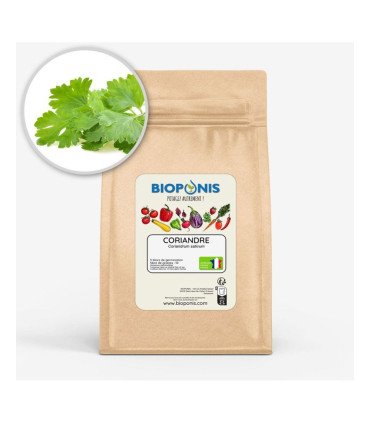 Coriandre