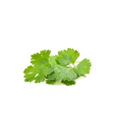 Coriandre