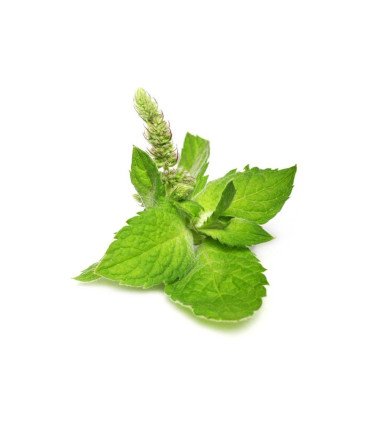 Mélisse Citronnelle