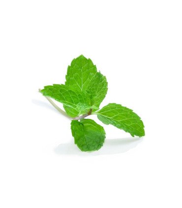 Menthe Verte