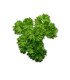 Persil Frisé Vert foncé
