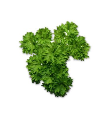 Persil Frisé Vert foncé