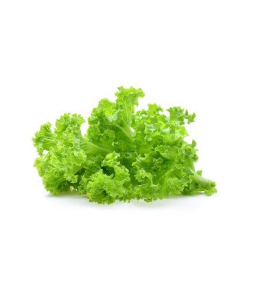 Laitue à  couper Lollo Bionda