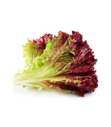 Laitue à  couper Lollo Rossa