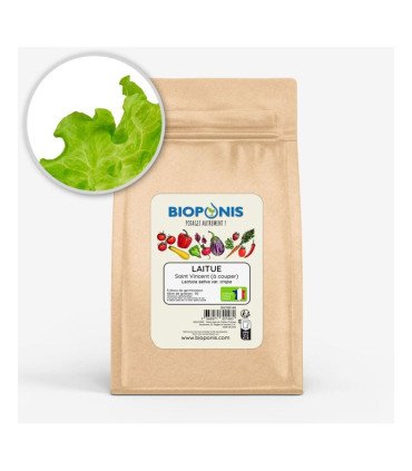 Laitue à  couper Saint Vincent