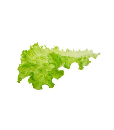 Laitue à  couper Saint Vincent