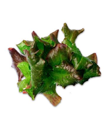 Batavia Rouge Grenobloise