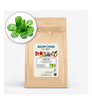 Mache Coquille de Louviers