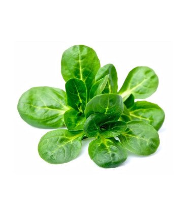 Mache Coquille de Louviers