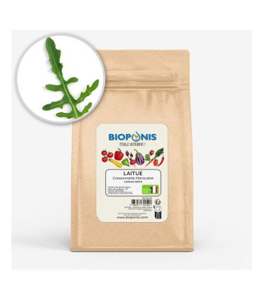 Laitue Cressonnette Marocaine