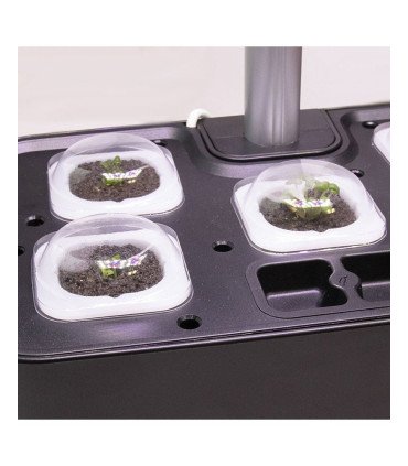 Capsules de germination x20