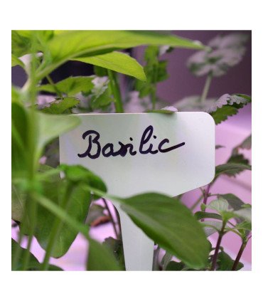 Etiquettes "variété" x10