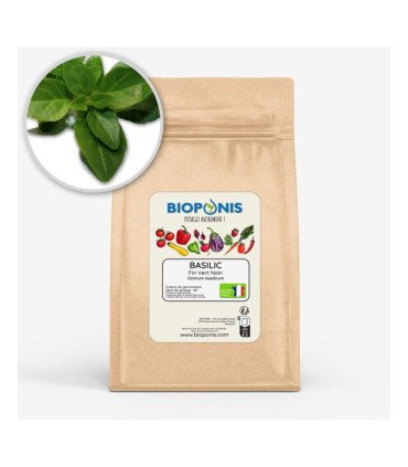 Basilic Fin Vert Nain