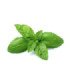 Basilic Simple Grand Vert