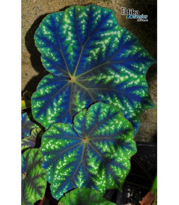 Begonia pseudoedulis ‘Shiwanshan’