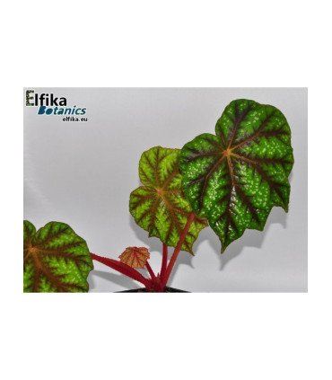 Begonia pseudoedulis ‘Shiwanshan’