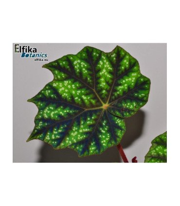 Begonia pseudoedulis ‘Shiwanshan’