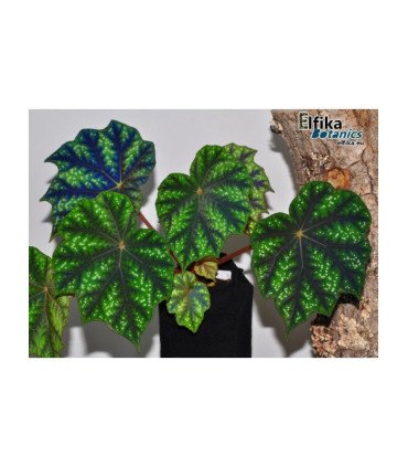 Begonia pseudoedulis ‘Shiwanshan’