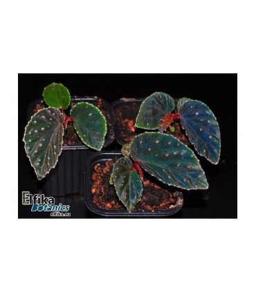 Begonia metallicolor x darthvaderiana