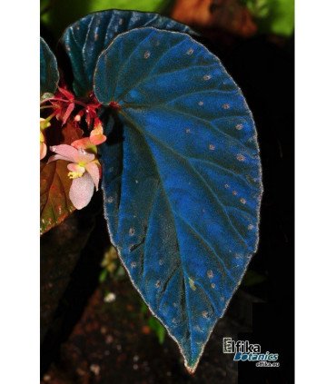 Begonia metallicolor x darthvaderiana