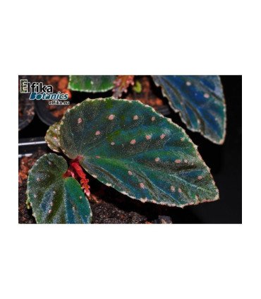 Begonia metallicolor x darthvaderiana