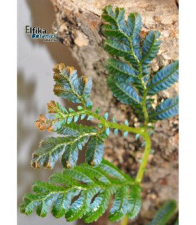 Selaginella sp. ‘Hologram’