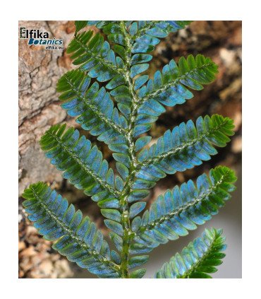 Selaginella sp. Hologram
