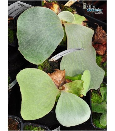 Platycerium elephantotis