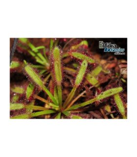 Drosera capensis ‘white leaf’