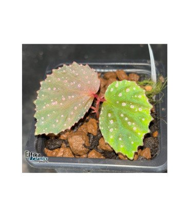 Begonia sp. Black metallic x metallicolor