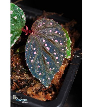 Begonia sp. Black metallic x metallicolor