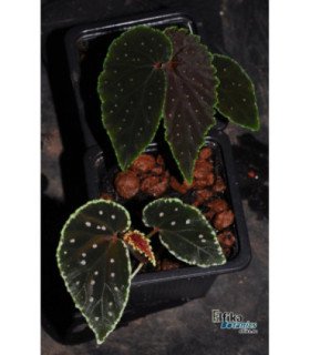 Begonia ruthiae x darthvaderiana