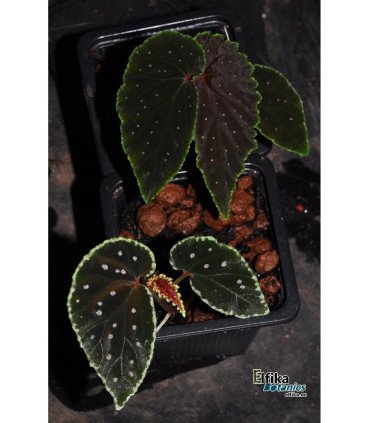 Begonia ruthiae x darthvaderiana