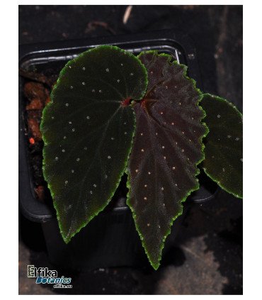 Begonia ruthiae x darthvaderiana