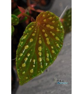 Begonia ‘chlorosticta x metallicolor’