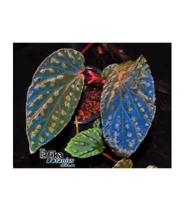 Begonia chlorosticta x metallicolor