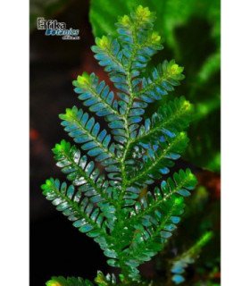 Selaginella sp. Kapuas hulu