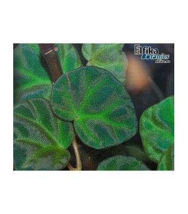 Begonia sp. lichenora Blue Sarawak - Plante grimpante aux reflets irisés, idéale en terrarium