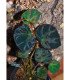 Begonia sp. lichenora Blue Sarawak - Plante grimpante aux reflets irisés, idéale en terrarium