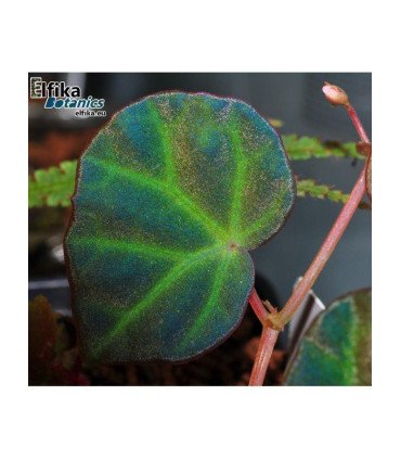 Begonia sp. lichenora Blue Sarawak - Plante grimpante aux reflets irisés, idéale en terrarium