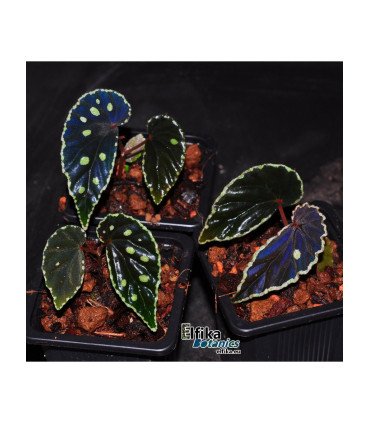 Begonia darthvaderiana x sp. Umbrella