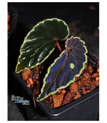 Begonia darthvaderiana x sp. Umbrella