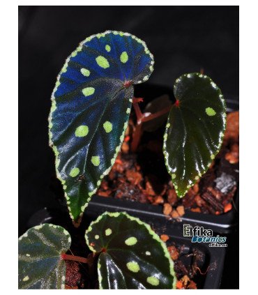 Begonia darthvaderiana x sp. Umbrella